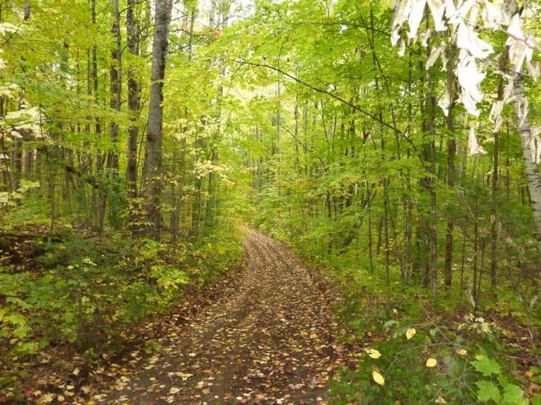 Tranquil woods and lakefront lots at Artesia Peaks Estates